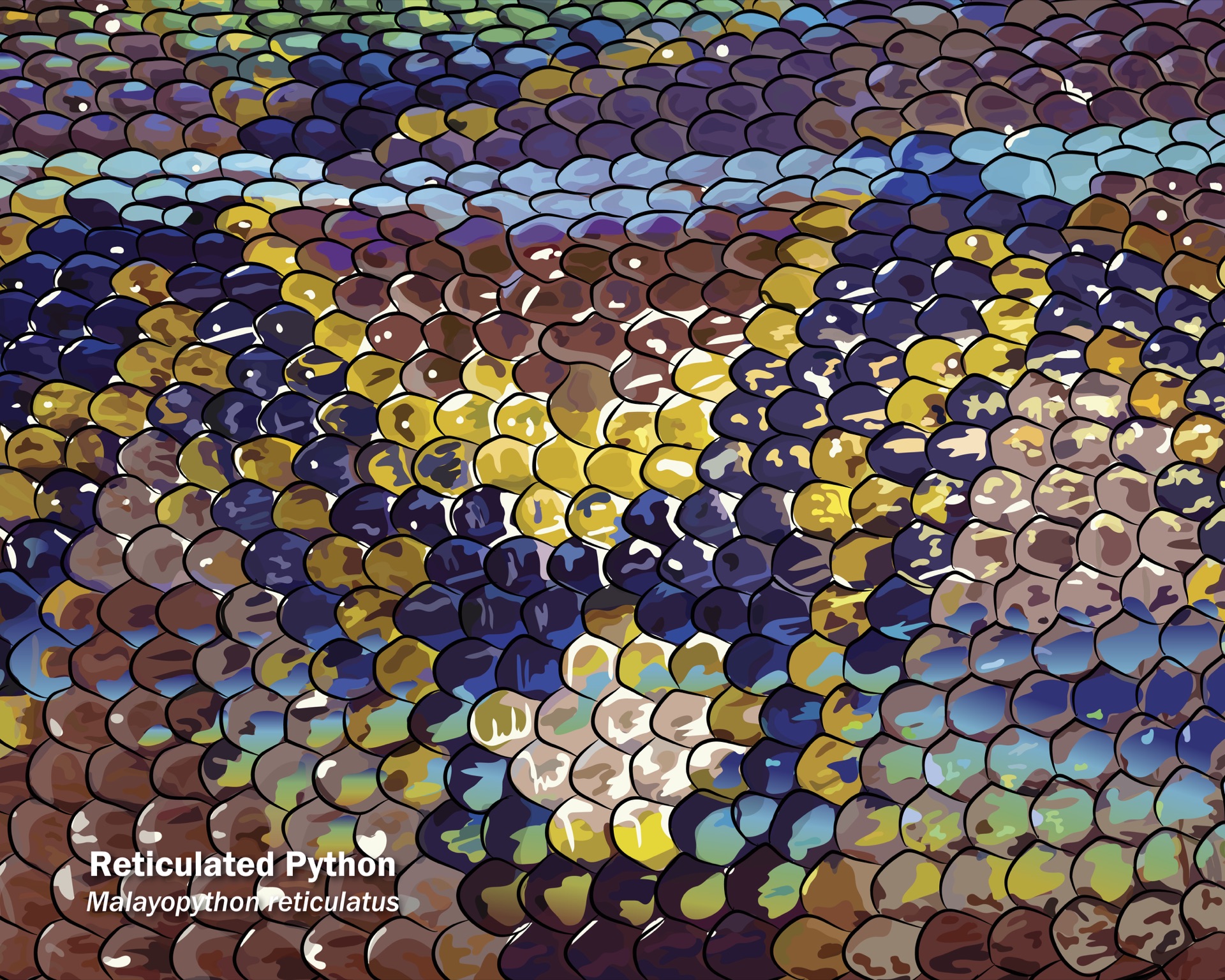 Reticulated Python Scales